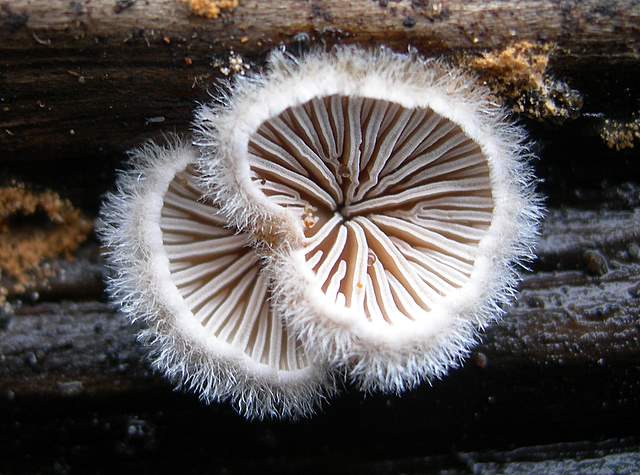 I  Funghi  dopo  l''Uragano